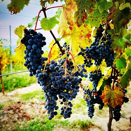 Casa La Bella * Isola d'Asti